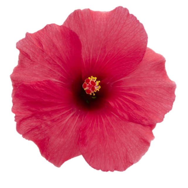 Hibiscus Adonicus Dark Pink – Marathon Plants