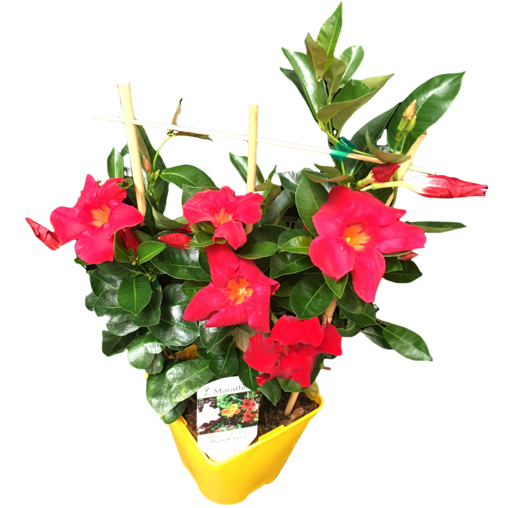 Dipladenia Clete Marathon Plants