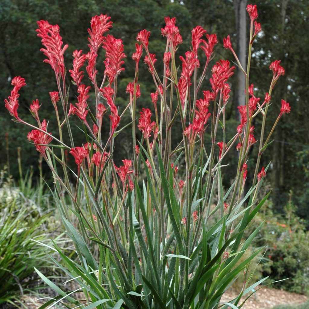 Anigozanthos Bush Gem Crystal – Marathon Plants