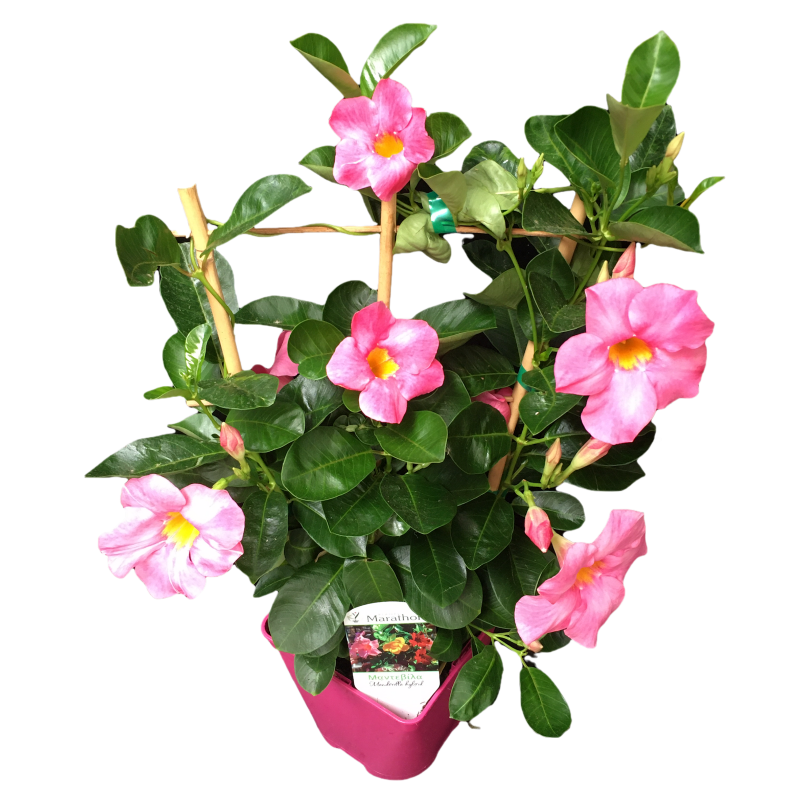 Dipladenia Marpe Marathon Plants