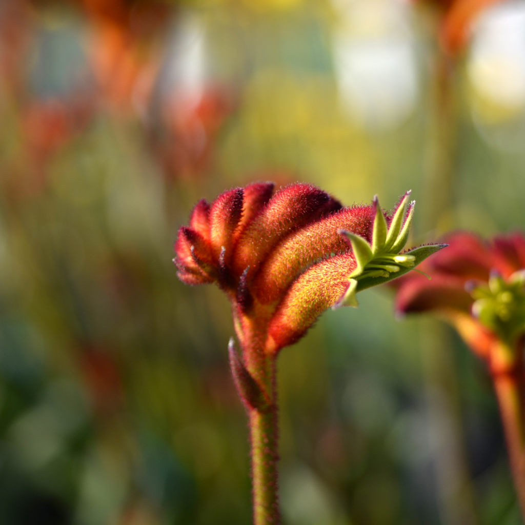 Anigozanthos Bush Gem Surprise Marathon Plants 