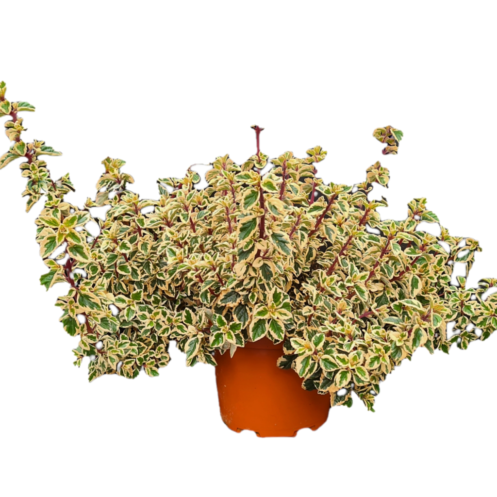 Hemizygia Candy Kisses Marathon Plants