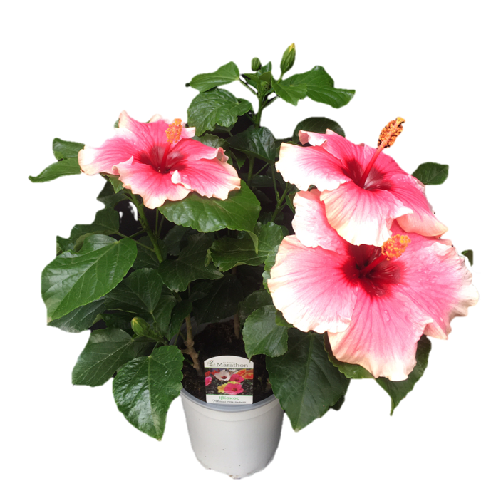 Hibiscus Grace 3 – Marathon Plants