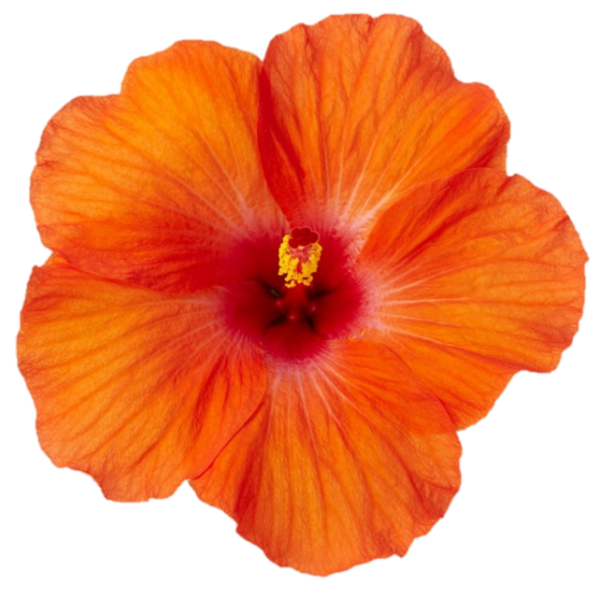 Hibiscus Hera – Marathon Plants