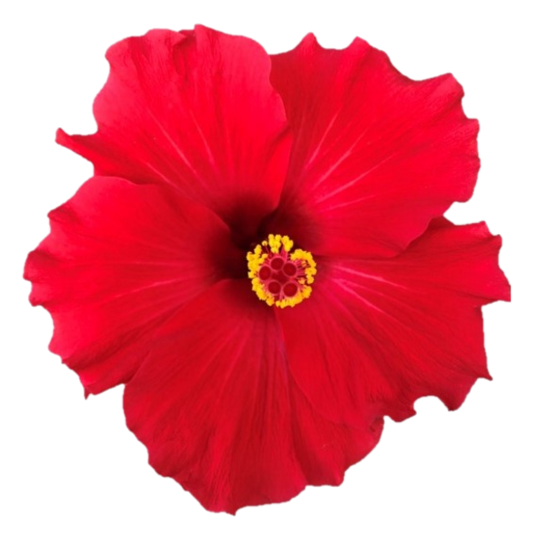 Hibiscus Juno Red – Marathon Plants