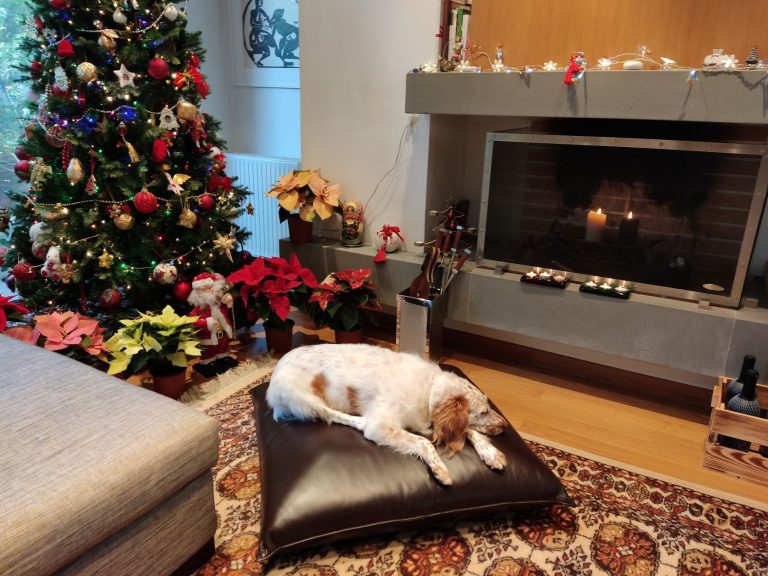 A christmas tree, dog and poinsettia