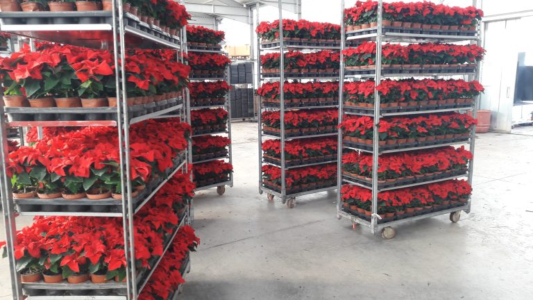 Poinsettia shipment