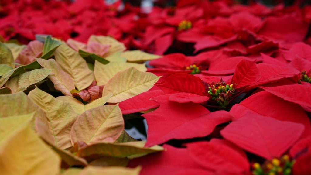 Poinsettia - Euphorbia pulcherima