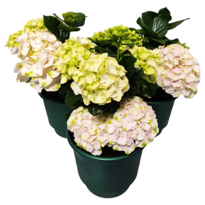 hydrangea barrel